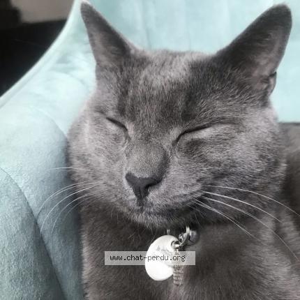 Photo 1/1 Chat retrouvé Perdu à Versailles