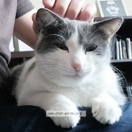 Photo 1/1 Chat retrouvé Perdu à Clermont Ferrand