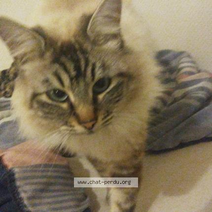 Photo de chat perdu à Salies