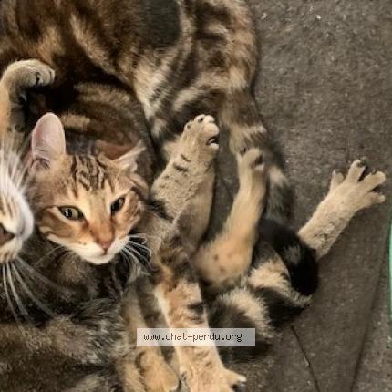 Photo 1/1 Chat retrouvé Perdu à Saint Etienne