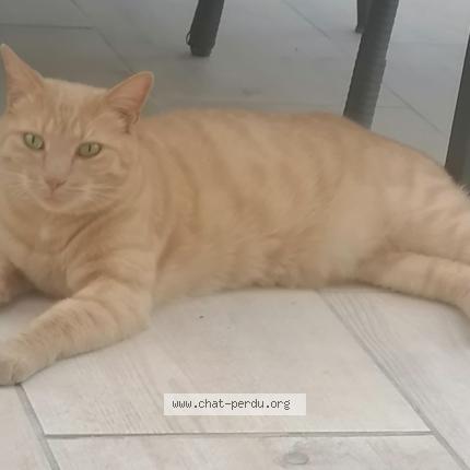 Photo 1/1 Chat retrouvé Perdu à Vaires Sur Marne