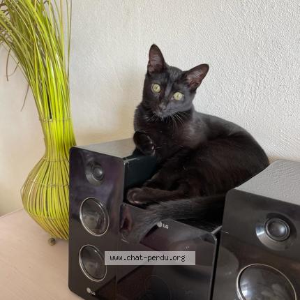 Photo 1/1 Chat retrouvé Perdu à Juvisy Sur Orge
