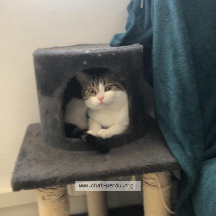 Photo 1/1 Chat retrouvé Perdu à Calais