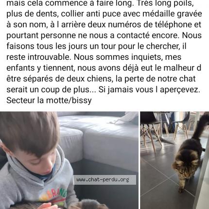 Photo de chat perdu à Chambey