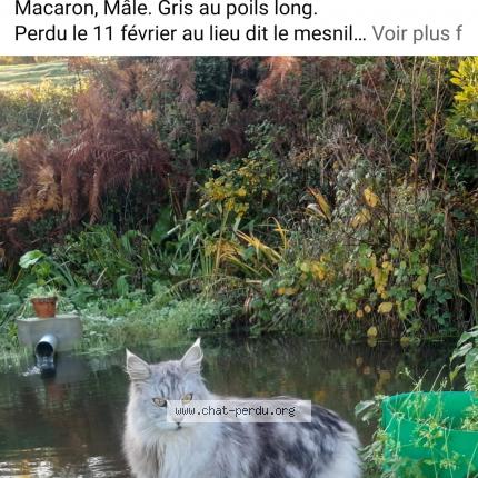 Photo de chat perdu à Tessy Bocage