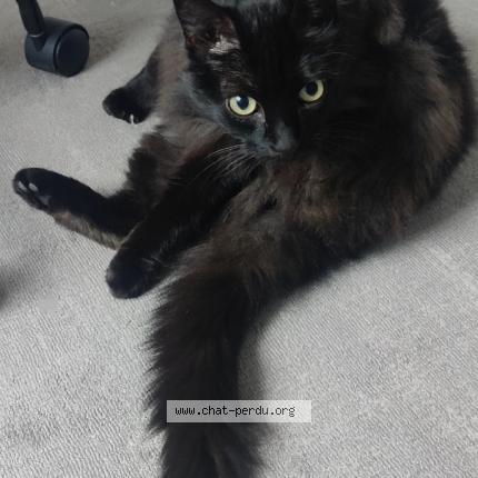 Photo 1/1 Chat retrouvé Perdu à Quimper