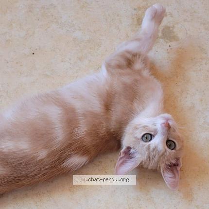 Photo de chat perdu à Tournefeuille