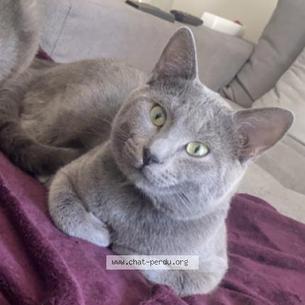 Photo de chat perdu à Beauvais