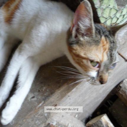 Photo 1/2 Chat retrouvé Perdu à Fontaine guerin