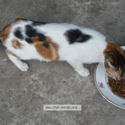 Photo 2/2 Chat retrouvé Perdu à Fontaine guerin