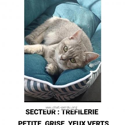 Photo 1/1 Chat retrouvé Perdu à Saint Etienne