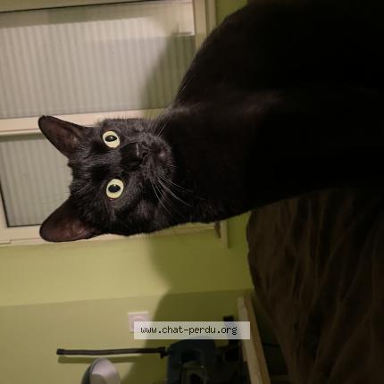Photo 1/1 Chat retrouvé Perdu à Chauvigne