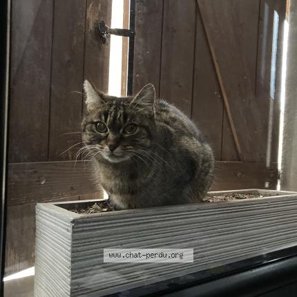 Photo de chat trouvé à Fondremand