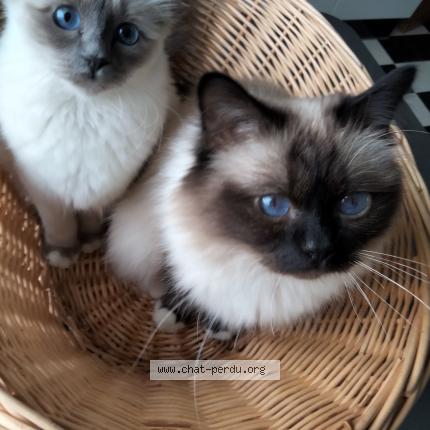 Photo 1/1 Chat retrouvé Perdu à Valenciennes