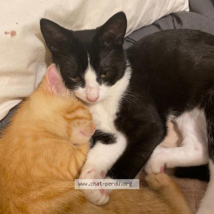 Photo 1/1 Chat retrouvé Perdu à Tinqueux