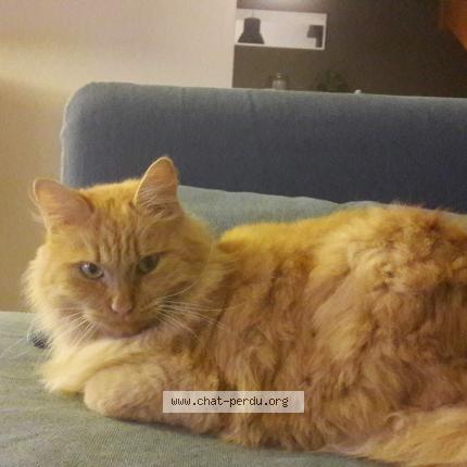 Photo de chat perdu à Les Herbiers