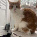 Photo de chat perdu à London