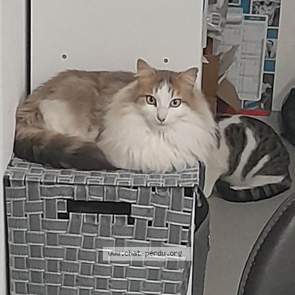 Photo 1/1 Chat retrouvé Perdu à Belleville en beaujolais