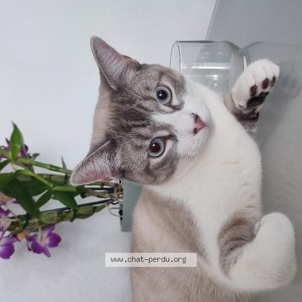 Photo de chat perdu à Mundolsheim