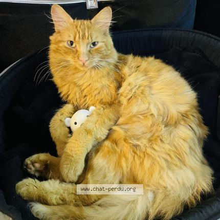Photo 1/1 Chat retrouvé Perdu à Villejuif