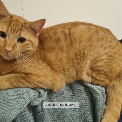 Photo de chat perdu à Pantin