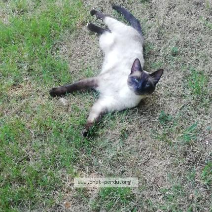 Photo de chat perdu à Landeleau