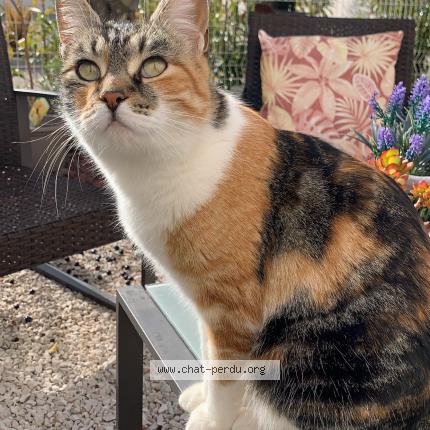 Photo de chat perdu à Tourbes