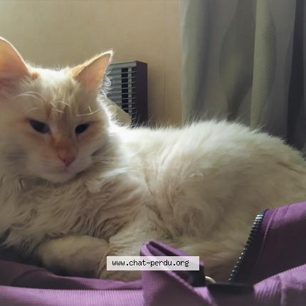 Photo de chat perdu à Lespinasse
