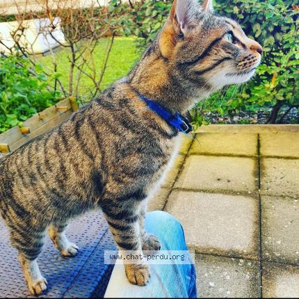 Photo 1/1 Chat retrouvé Perdu à Le Perreux Sur Marne