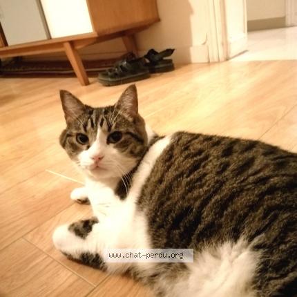 Photo de chat perdu à Vincennes