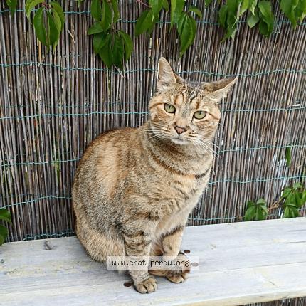Photo 1/1 Chat retrouvé Perdu à Villard Saint Sauveur