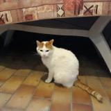 Photo de chat trouvé à Voreppe