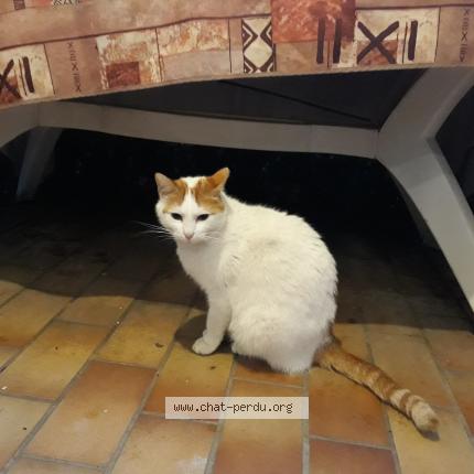 Photo 1/1 Chat retrouvé Trouvé à Voreppe