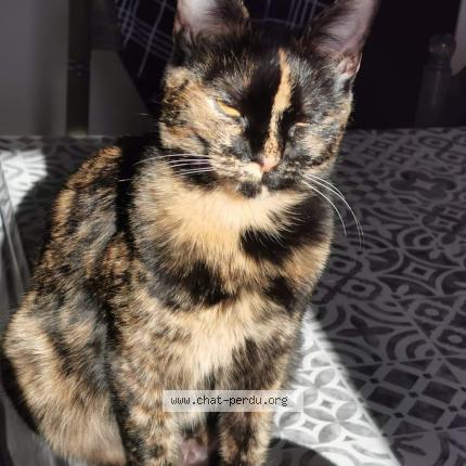 Photo 1/1 Chat retrouvé Perdu à Fonsorbes