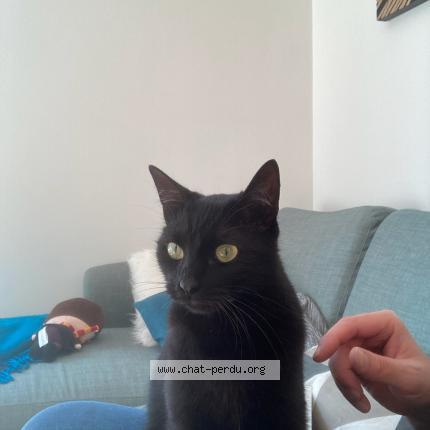 Photo de chat perdu à Tours