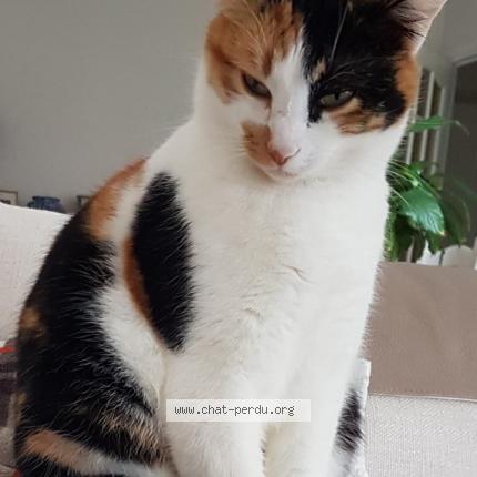 Photo de chat perdu à Usson Du Poitou