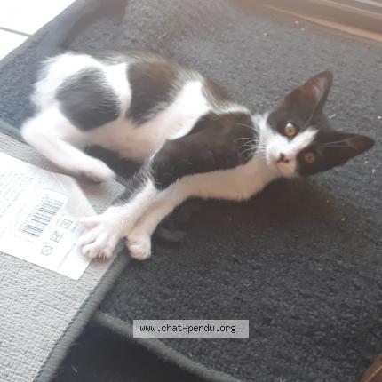 Photo de chat perdu à Magne