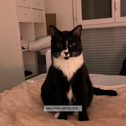 Photo 1/1 Chat retrouvé Perdu à Castelnau Le Lez