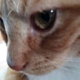 Photo de chat perdu à St Hilaire