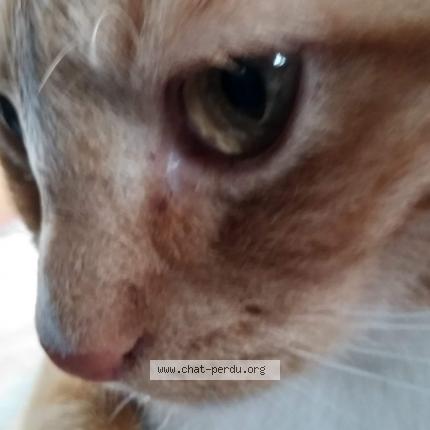 Photo 1/1 Chat retrouvé Perdu à St hilaire