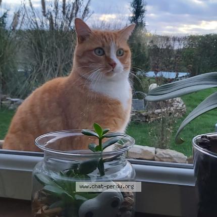 Photo de chat perdu à Sergenon