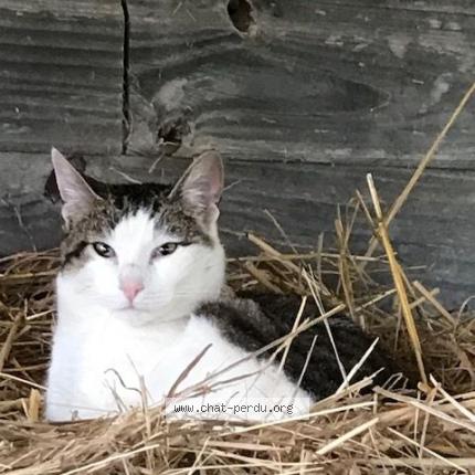 Photo 1/1 Chat retrouvé Trouvé à Saint Vincent Sur Oust