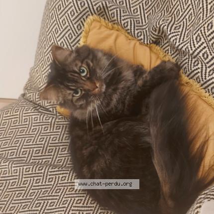 Photo de chat perdu à Plougastel