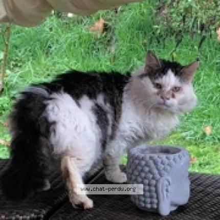 Photo de chat trouvé à Negrepelisse