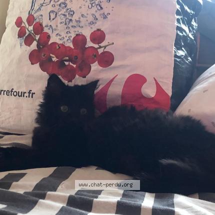 Photo 1/1 Chat retrouvé Perdu à Besse Et Saint Anastaise