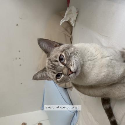 Photo de chat perdu à Villeurbanne