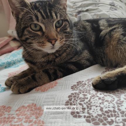Photo 1/1 Chat retrouvé Trouvé à La Courneuve