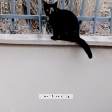 Photo de chat trouvé à St Brice Sous Foret