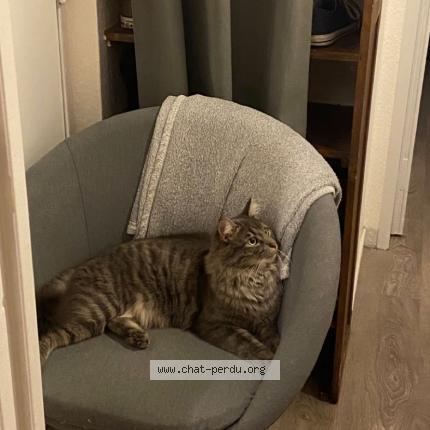 Photo de chat perdu à Colmar