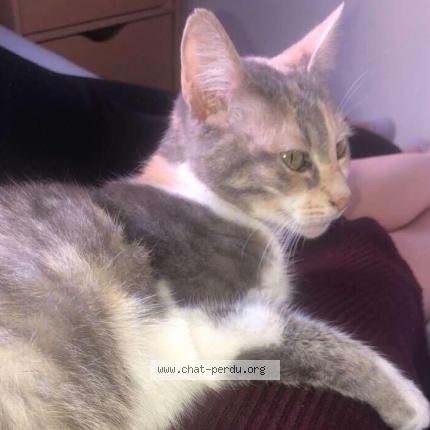 Photo 1/1 kara Chat perdu à Nantes